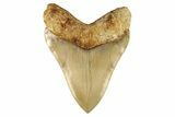 Serrated, Fossil Megalodon Tooth - Indonesia #279225-2